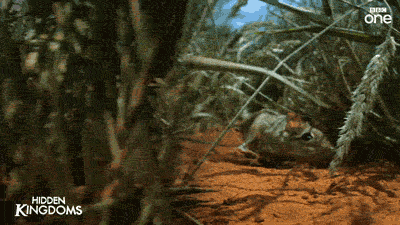 【BBC纪录片 | 蓝光】地球脉动 Planet Earth