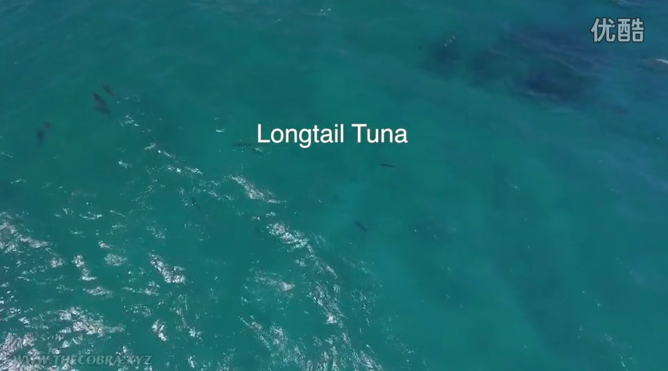 国外钓客利用无人机钓鱼 还真掉上了一只金枪鱼